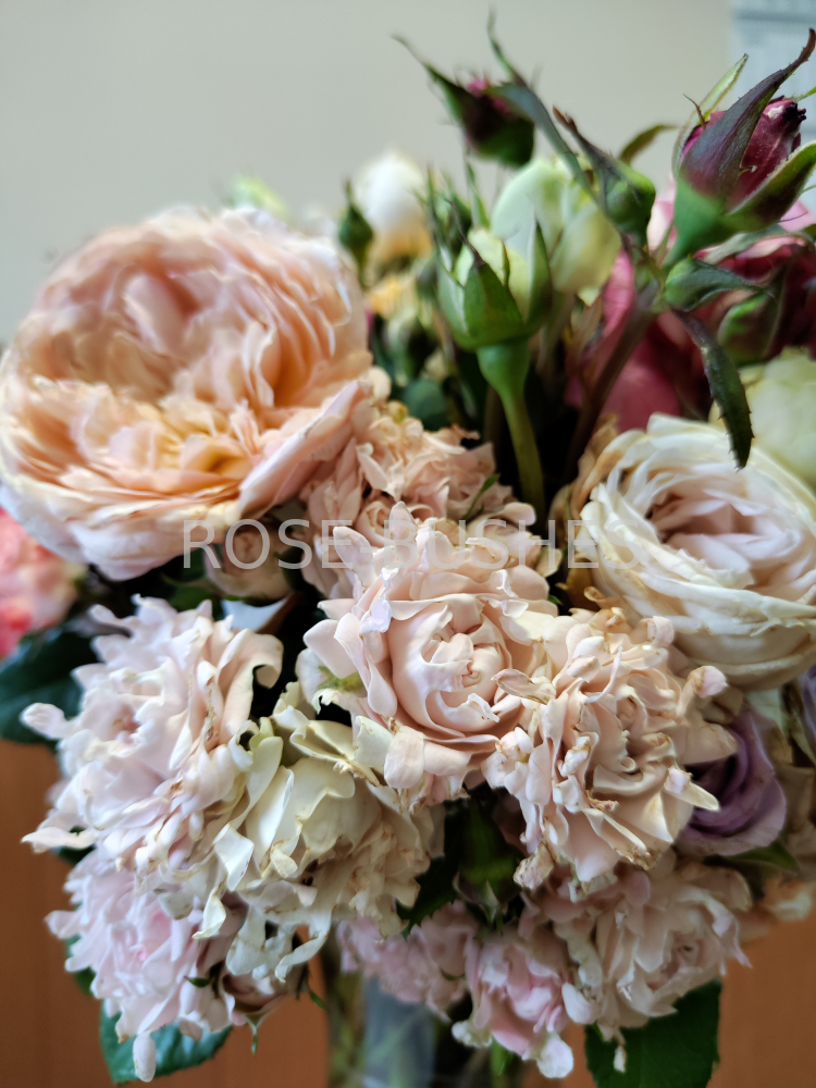 ���� ������. Sweet Ruffles. (�����, ����.) 